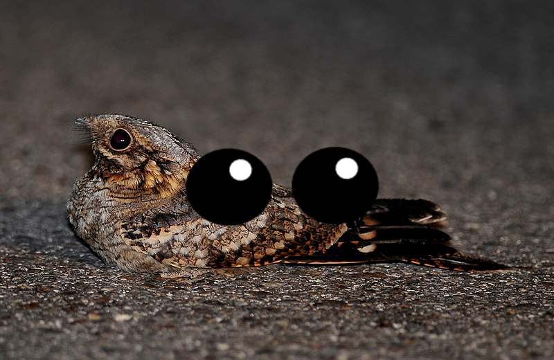 Bird