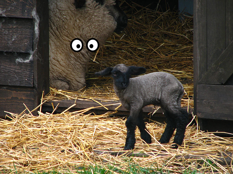 Goat, Animal