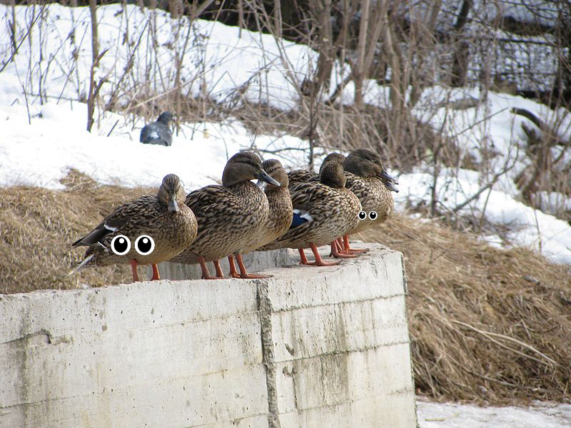 Duck, Duck