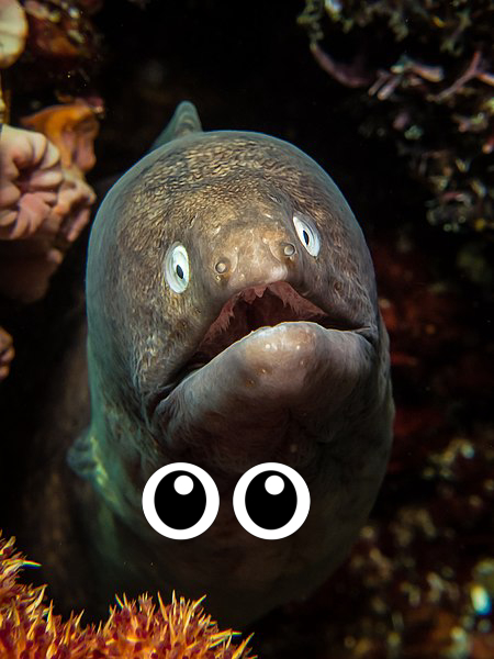 Fish, Animal