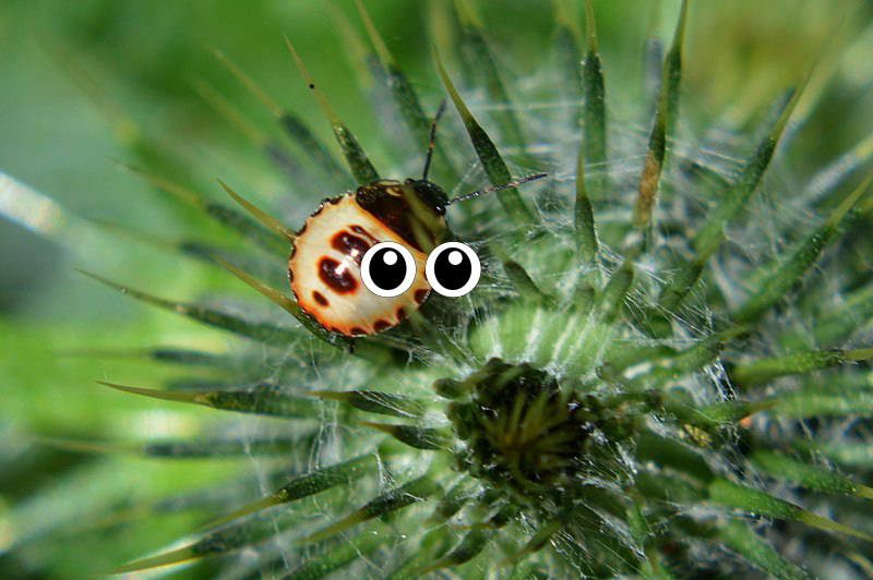 Insect
