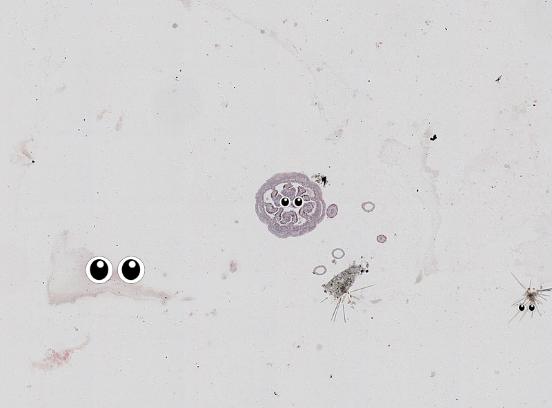 Insect, Animal, Animal