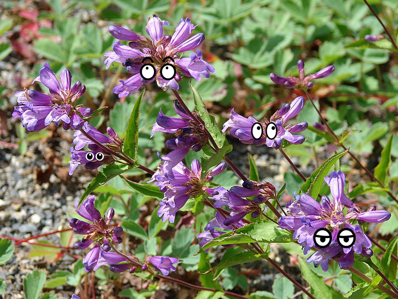 Flower, Flower, Flower, Flower, Flower, Flower