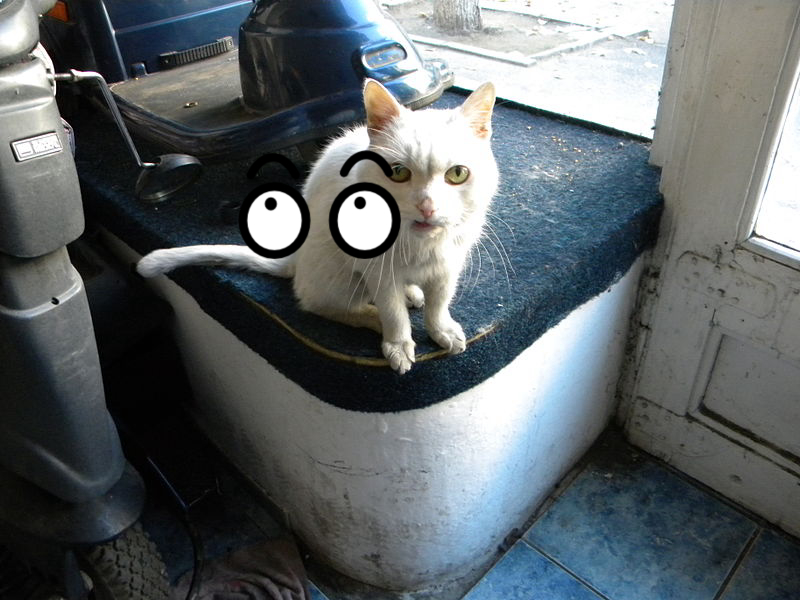 Cat