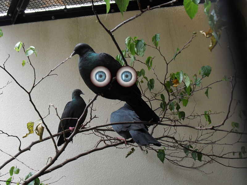Bird