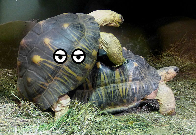 Tortoise, Animal, Animal