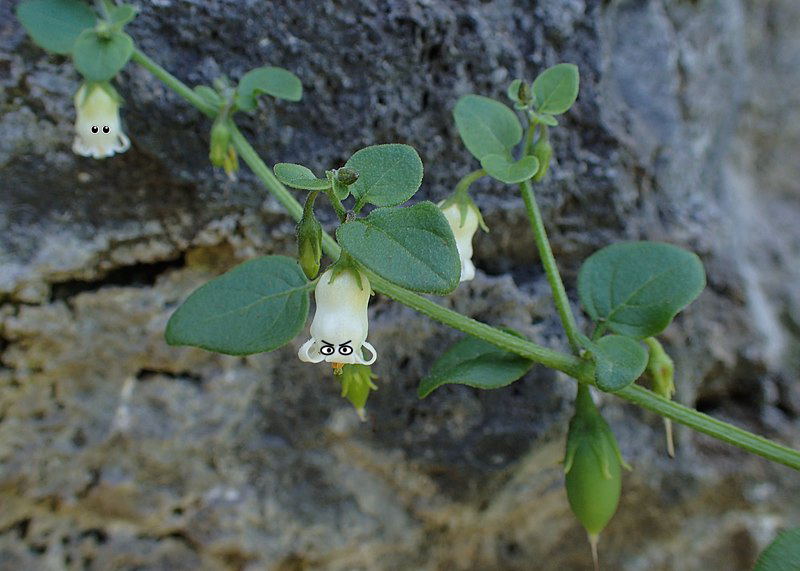 Flower, Flower