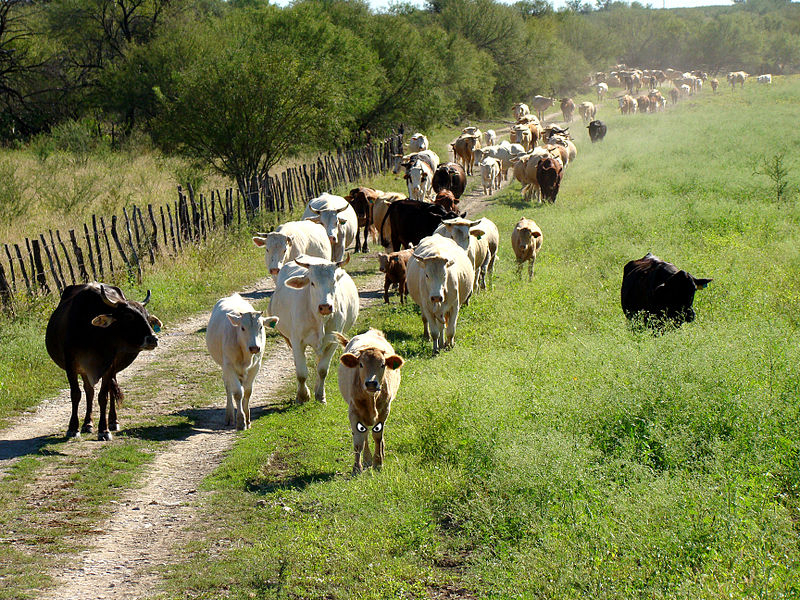Cattle