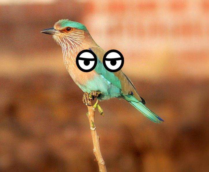 Bird