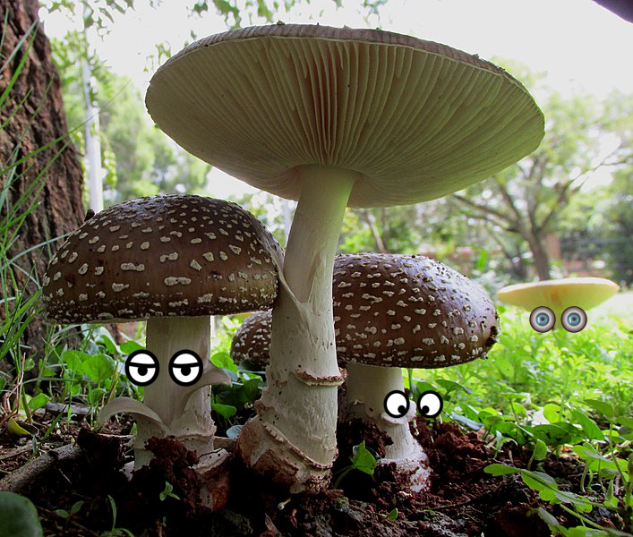 Mushroom, Mushroom, Mushroom, Mushroom