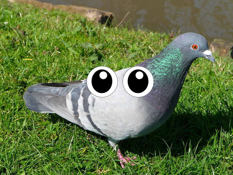 Bird