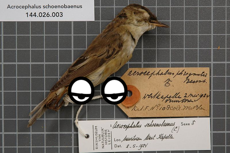 Sparrow