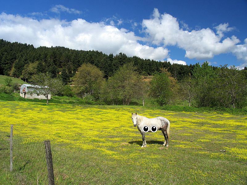 Animal
