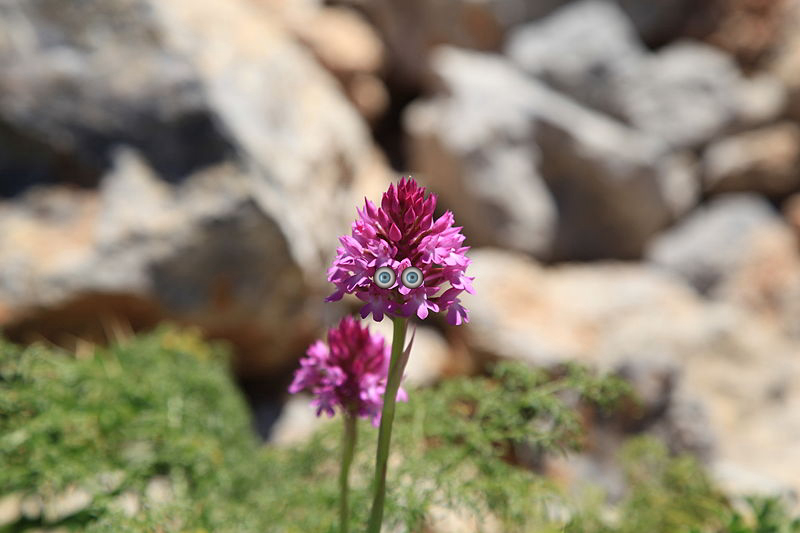 Flower, Flower