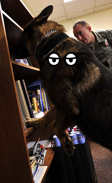 Dog