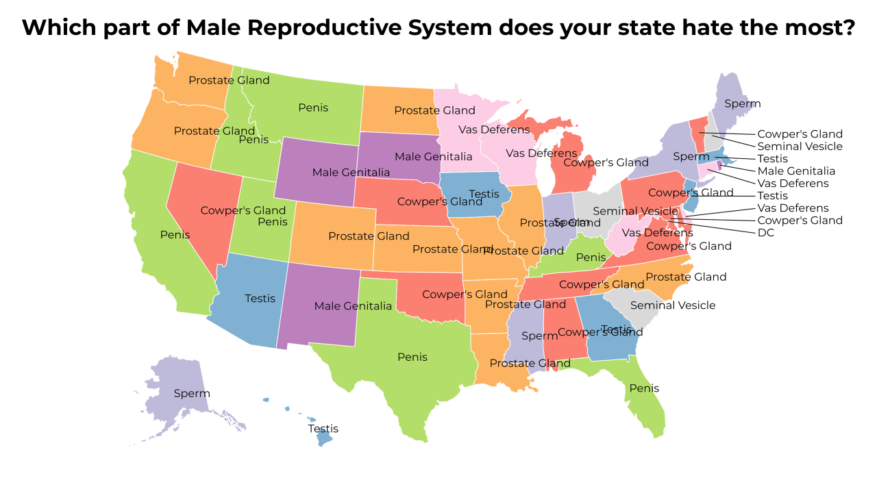 part of Male Reproductive System map