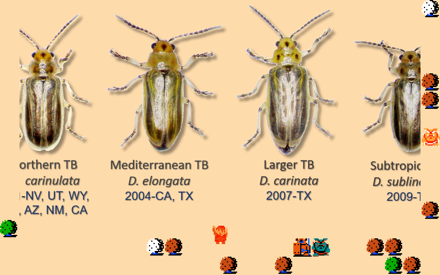 𝄢 DOO DOO DOO DOO! ♪ (beetles)