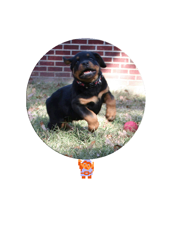 ♪ DOO DOO DOO DOO! ♪ (Rottweilers)