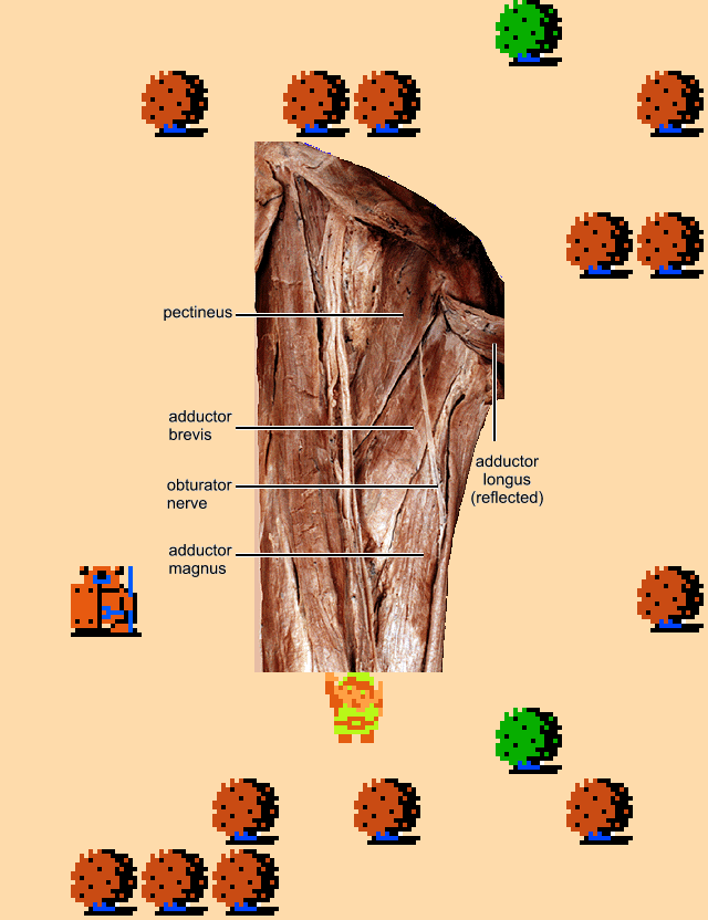 ♪ DOO DOO DOO DOO! 𝄑 (adductor)