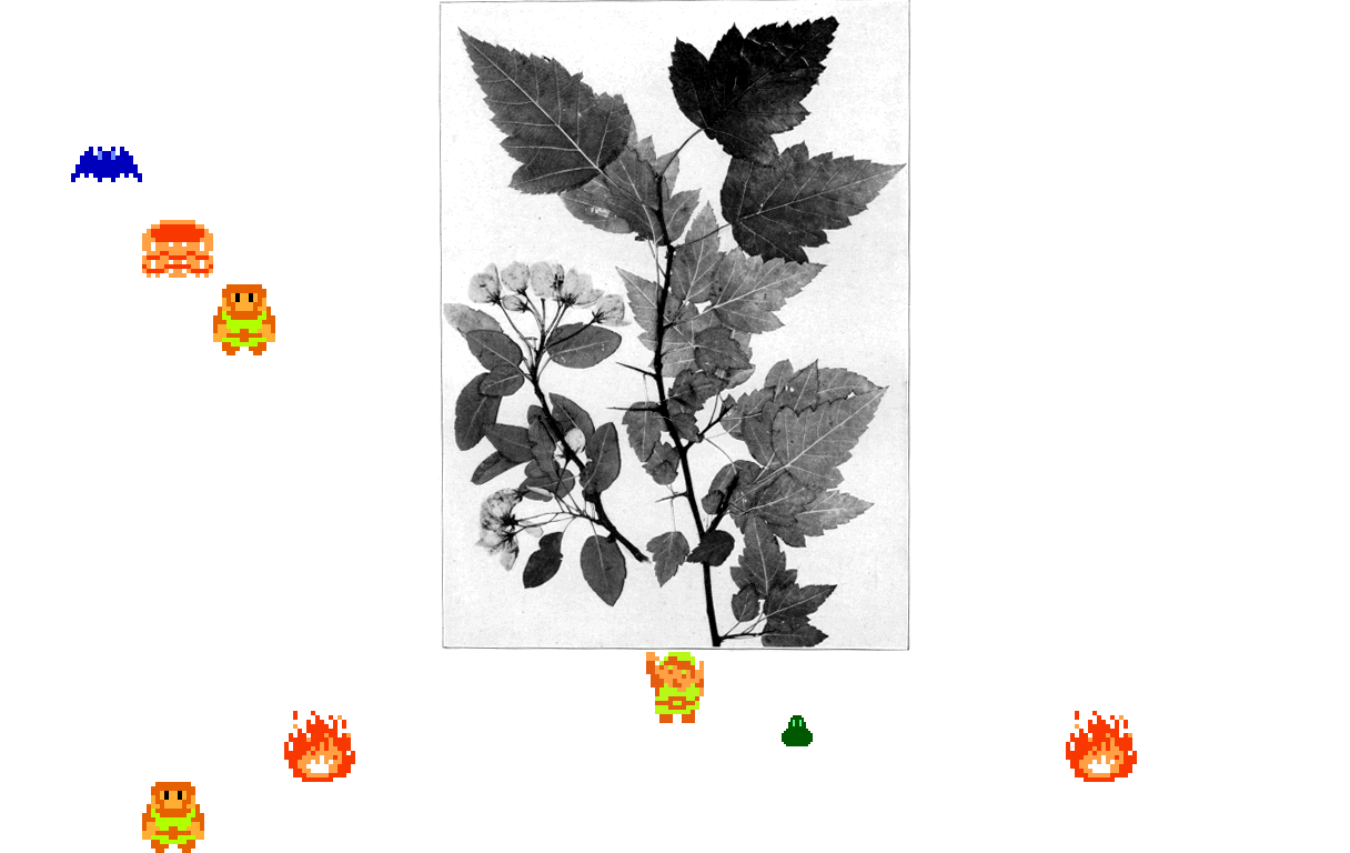 ♫ DOO DOO DOO DOO! ♩ (branchlets)