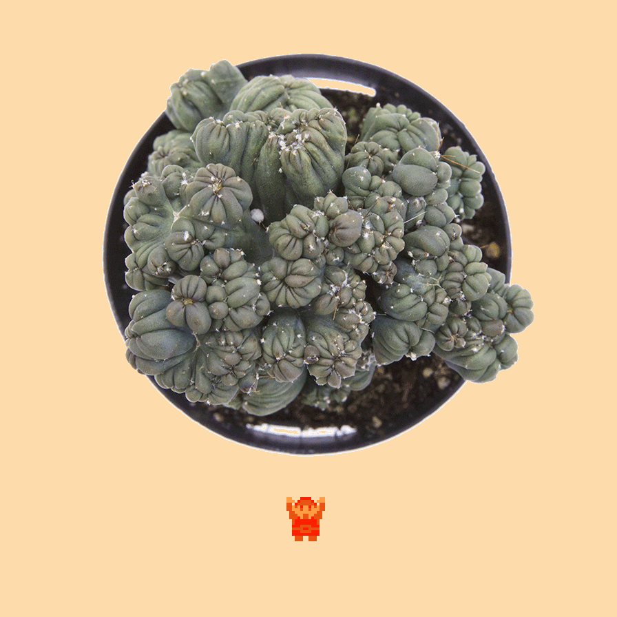𝄞 DOO DOO DOO DOO! ♩ (cereus)