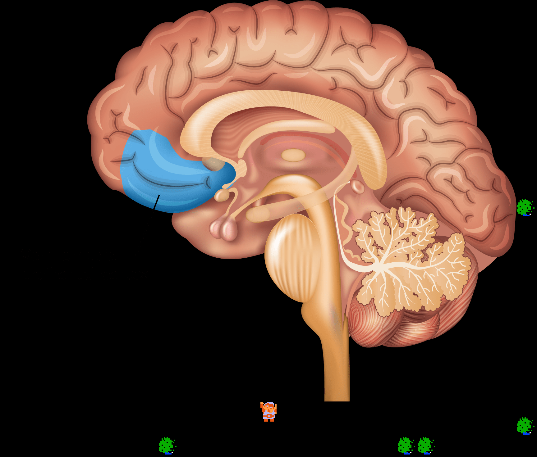 ♫ DOO DOO DOO DOO! ♪ (cortices)