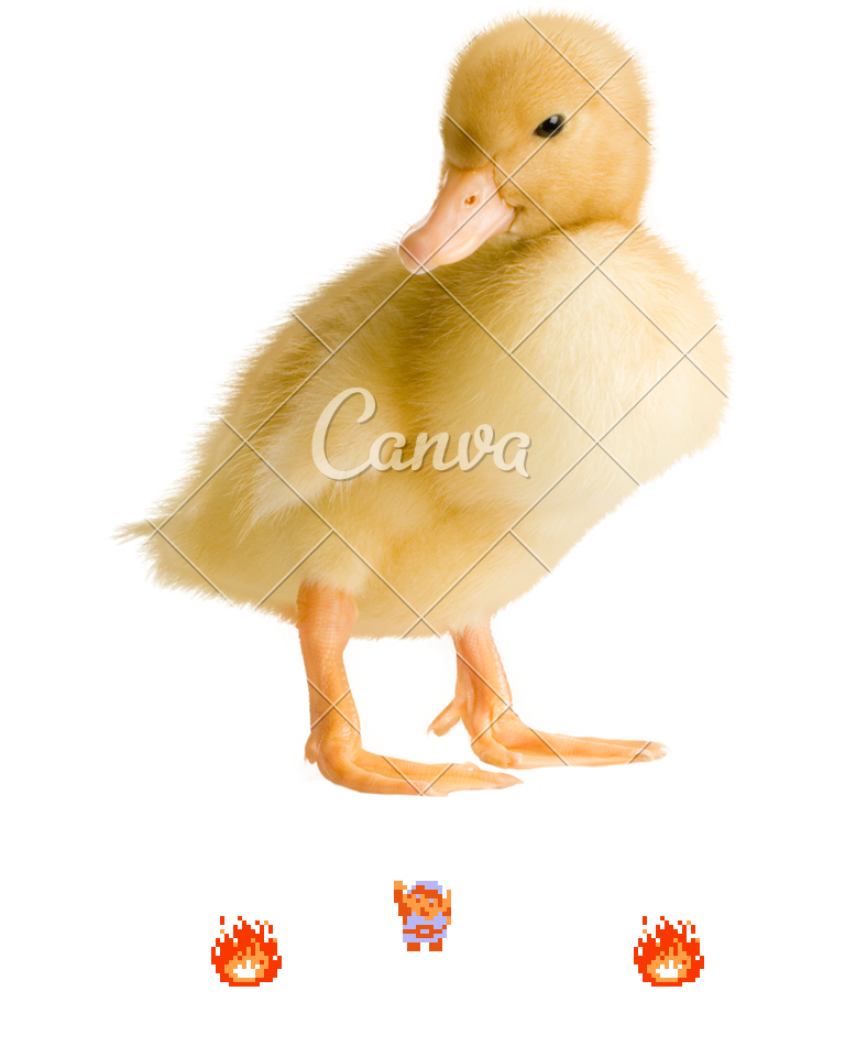 𝄢 DOO DOO DOO DOO! ♪ (duckling)