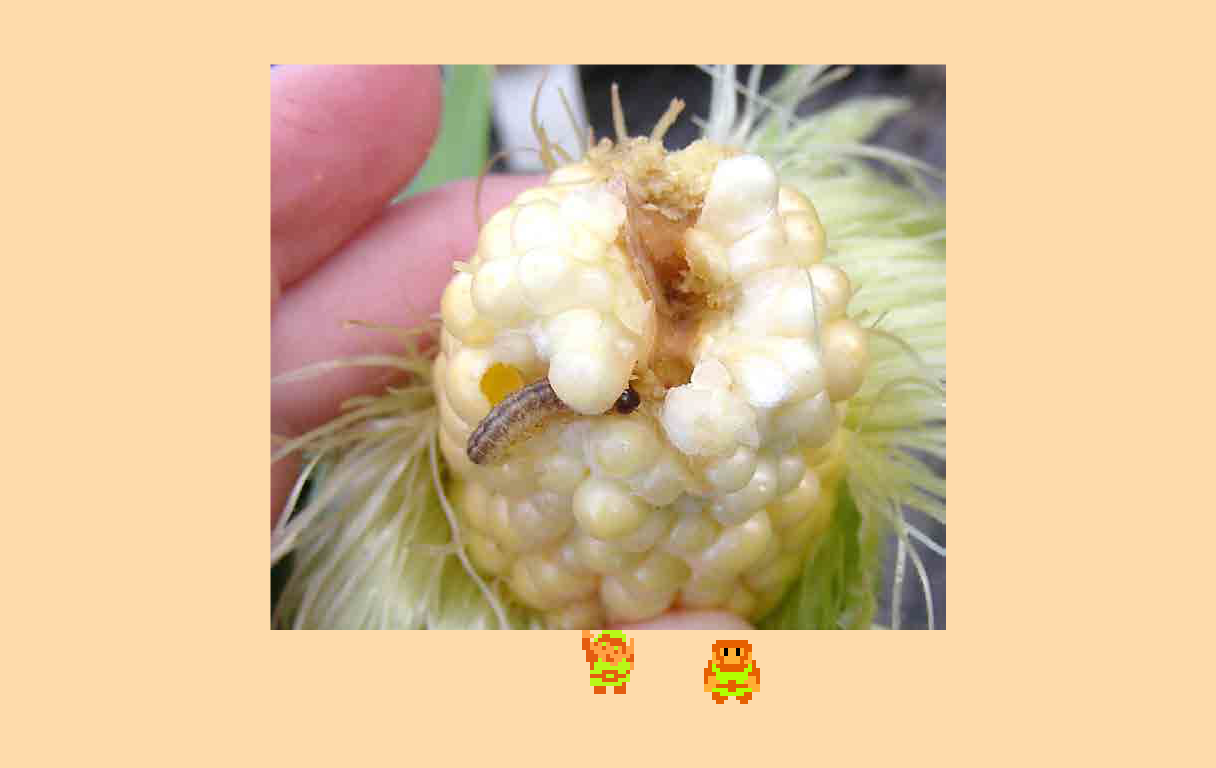♬ DOO DOO DOO DOO! ♩ (borers)