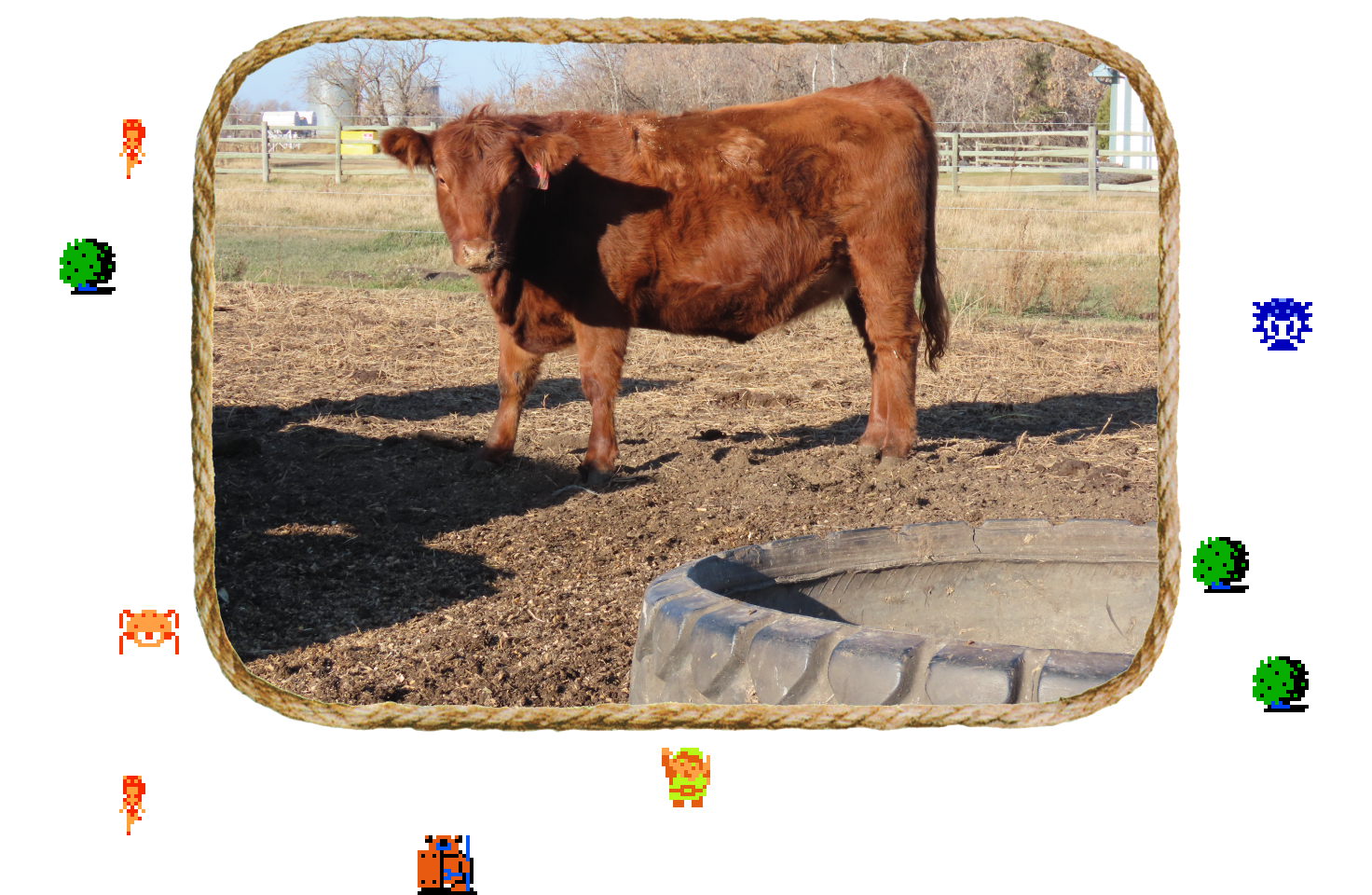 ♫ DOO DOO DOO DOO! ♪ (heifers)