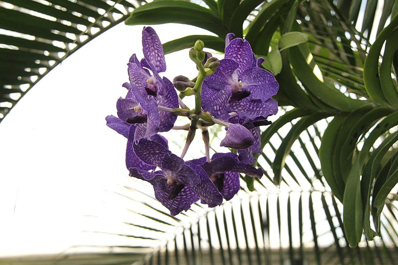 tag ur self I'm the cattleya