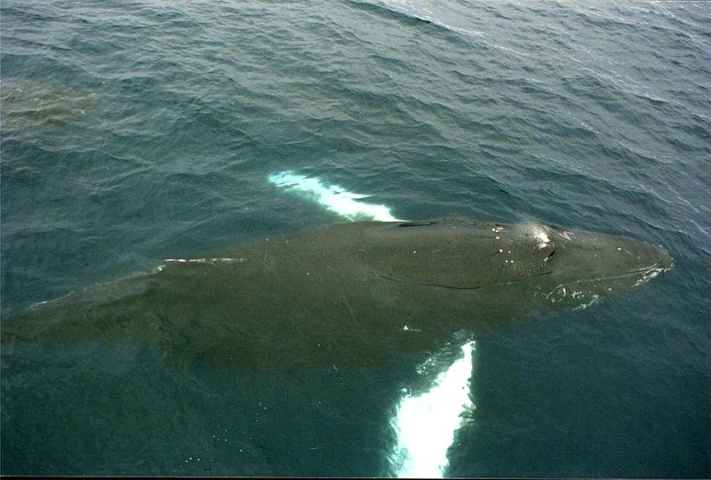 tag ur self I'm the humpback whale