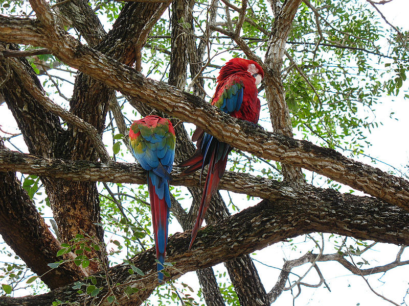 tag ur self I'm the macaw