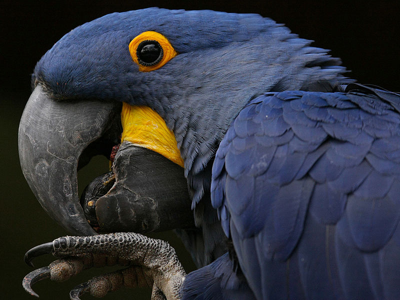 tag ur self I'm the perico