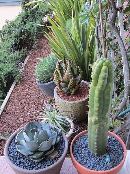 tag ur self I'm the san pedro cactus