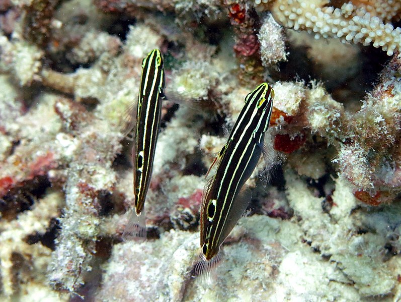 tag ur self I'm the underwater