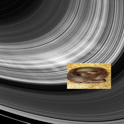An Unexpected Discovery ; Bright Spokes PIA10567