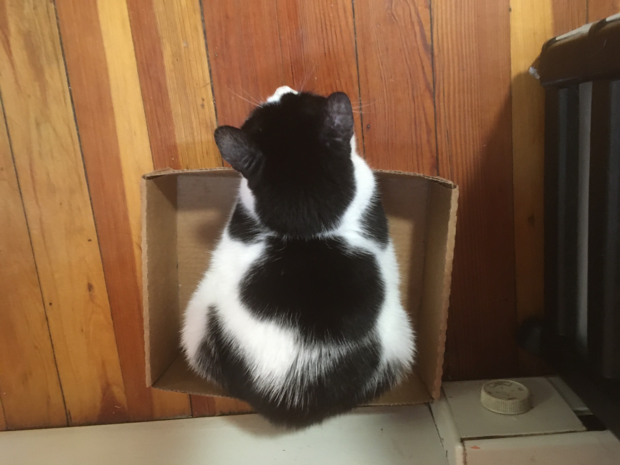 The app that doesn’t handle device rotation properly, but as a cat.