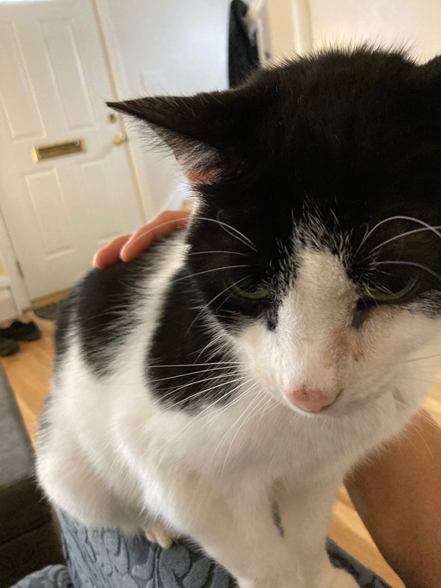 Bonus Cat also sometimes seems like a small guy! Because of Wily, we tend to think of him as large.