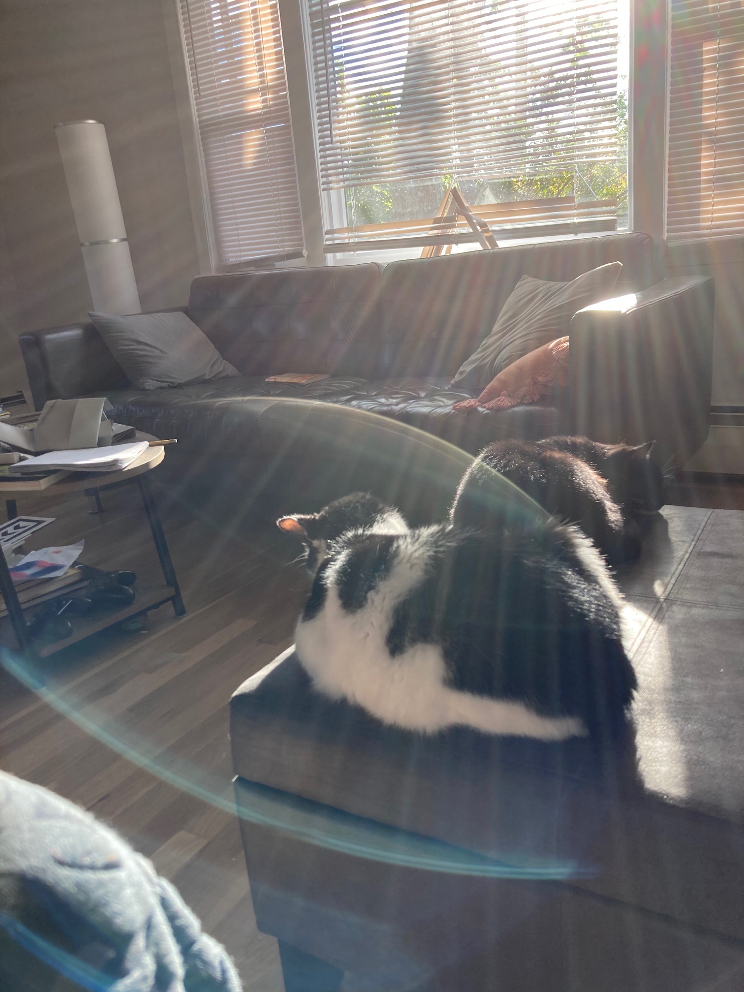 Maximum solarbeam charge!