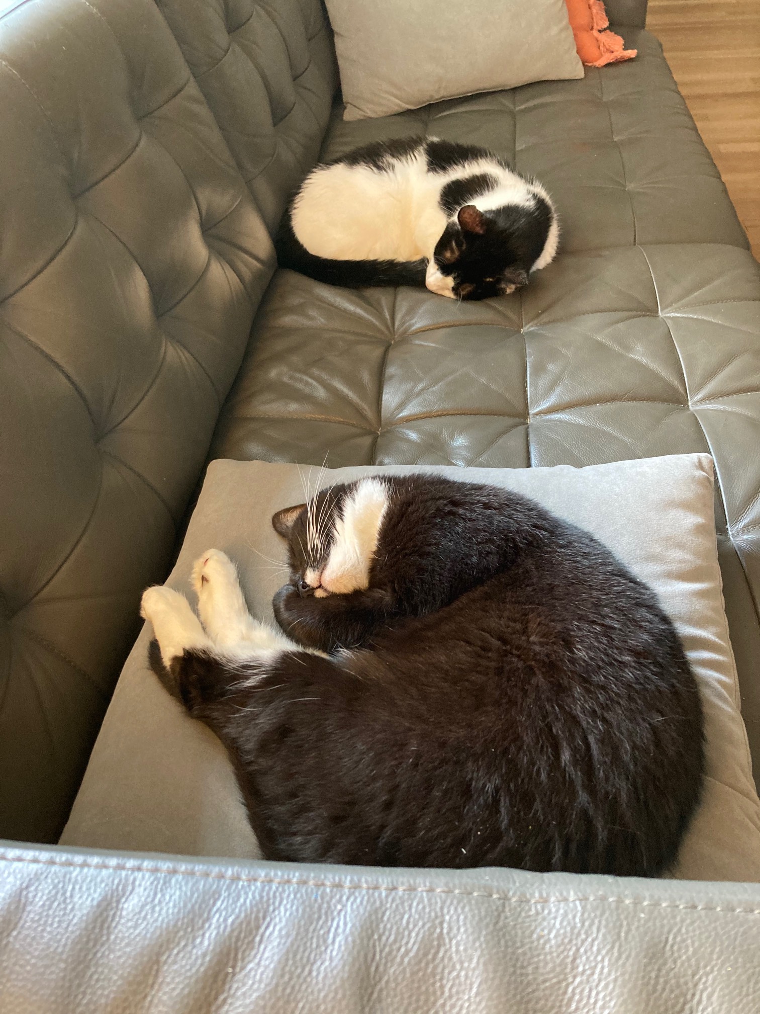 Sleep curls