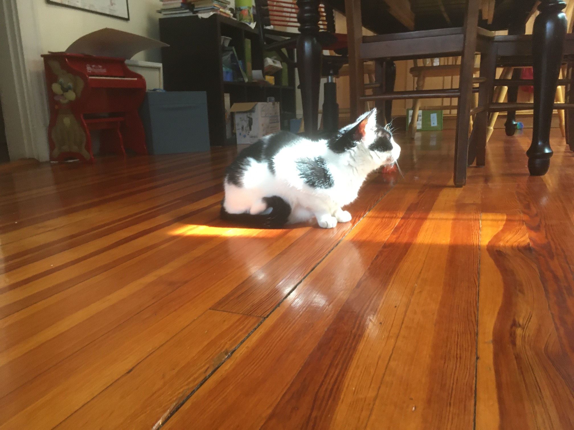 The Master Sword of cats!