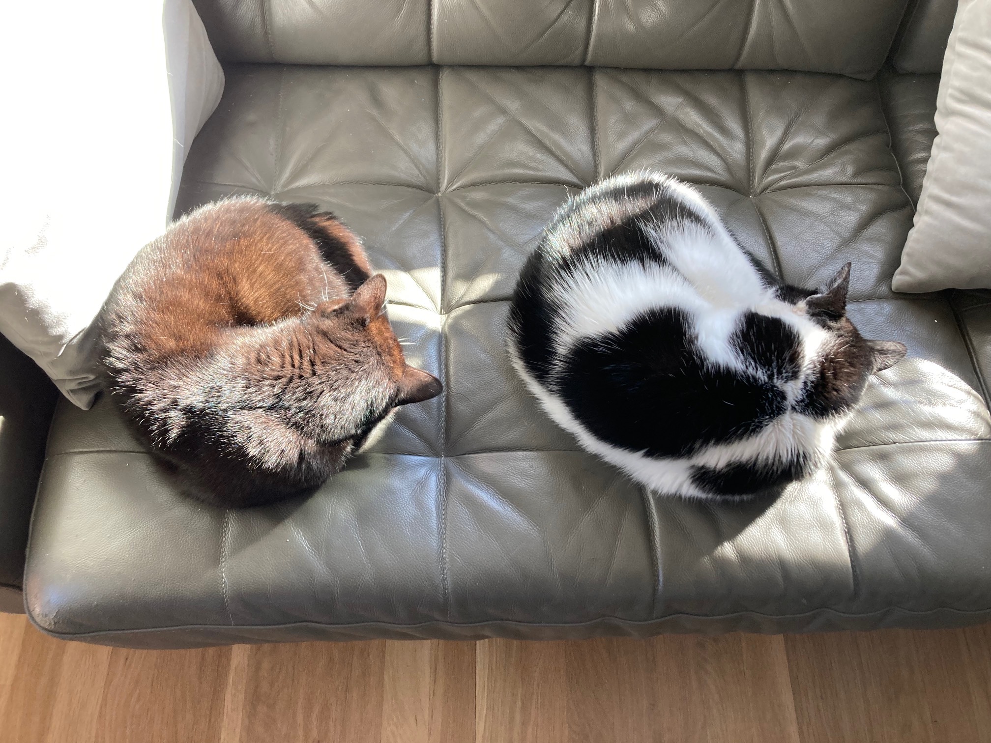 Sun rolls