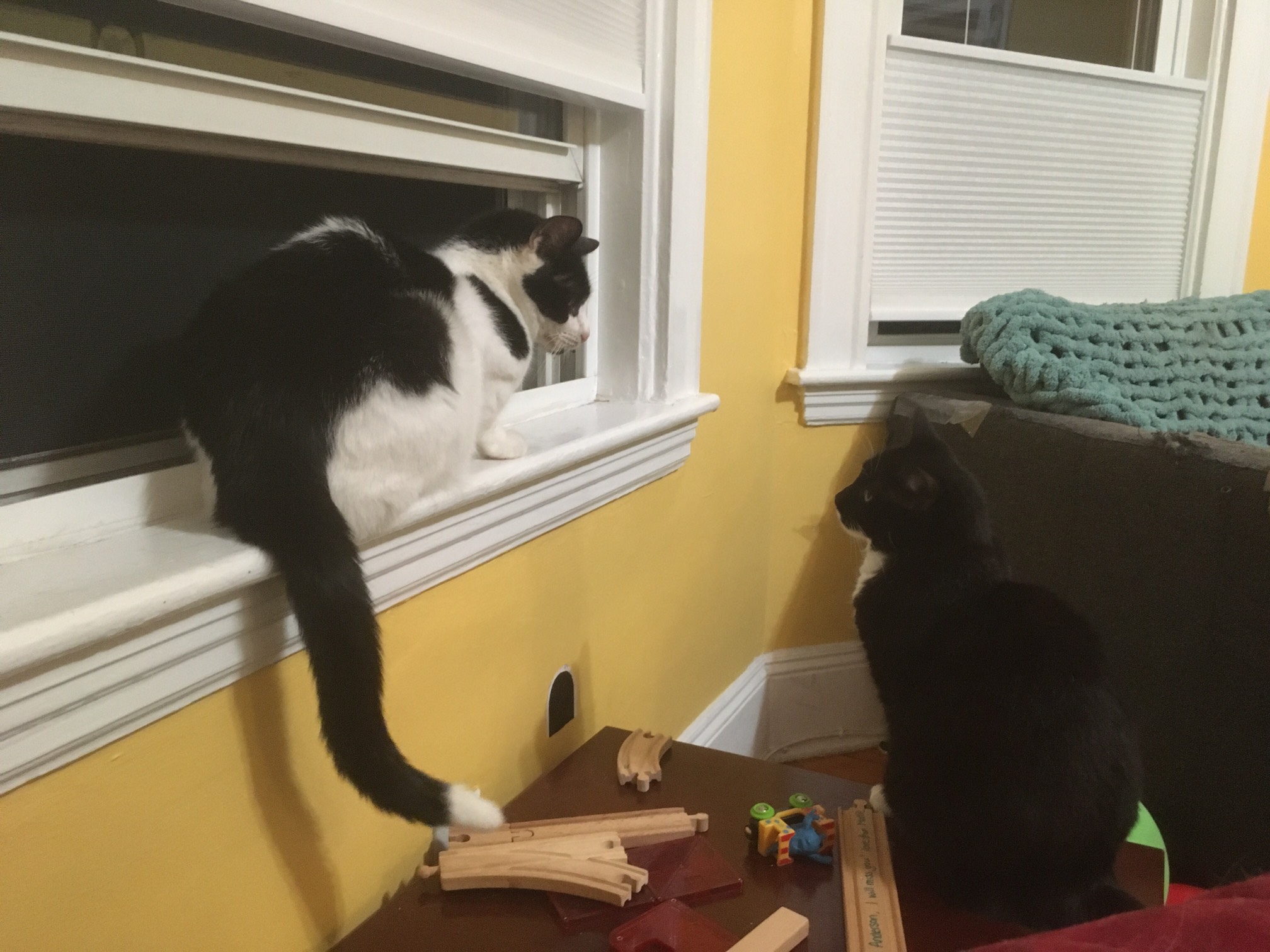 Surprisingly, Bonus Cat won this standoff.