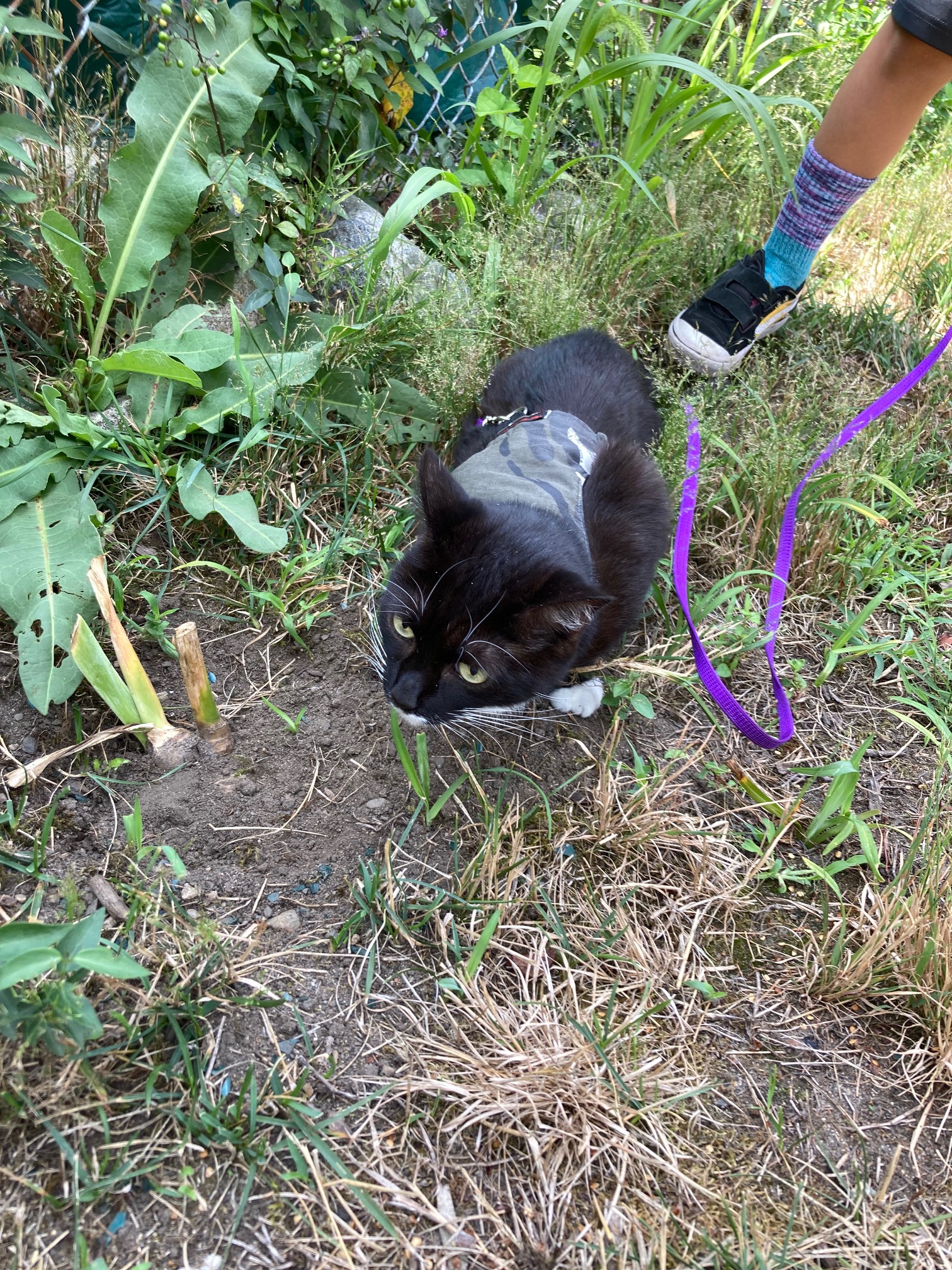 Yard cat