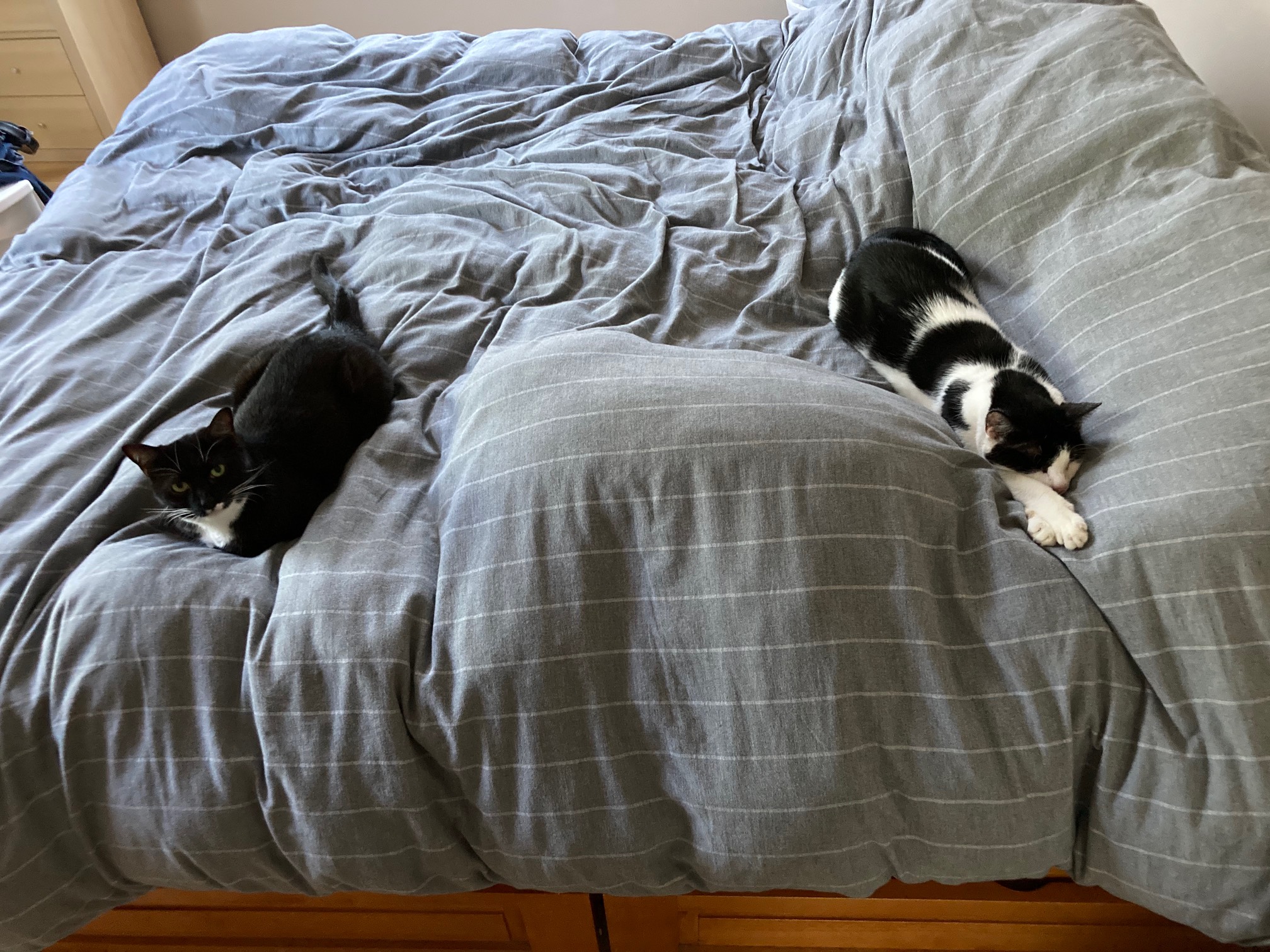 At least one of these cats committed a poop crime yesterday. (At least not in this bed.)