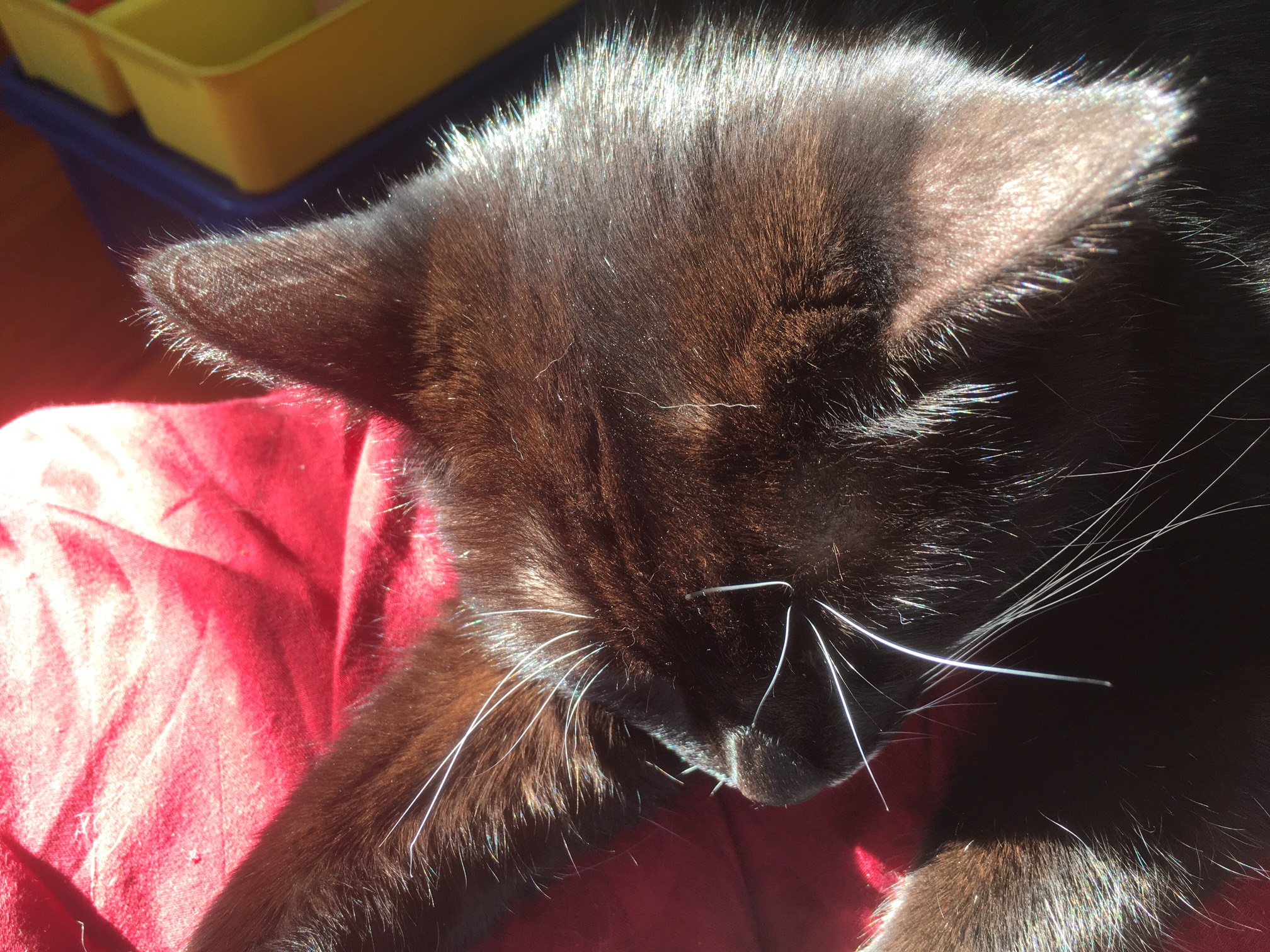 Sun stripes fully activated