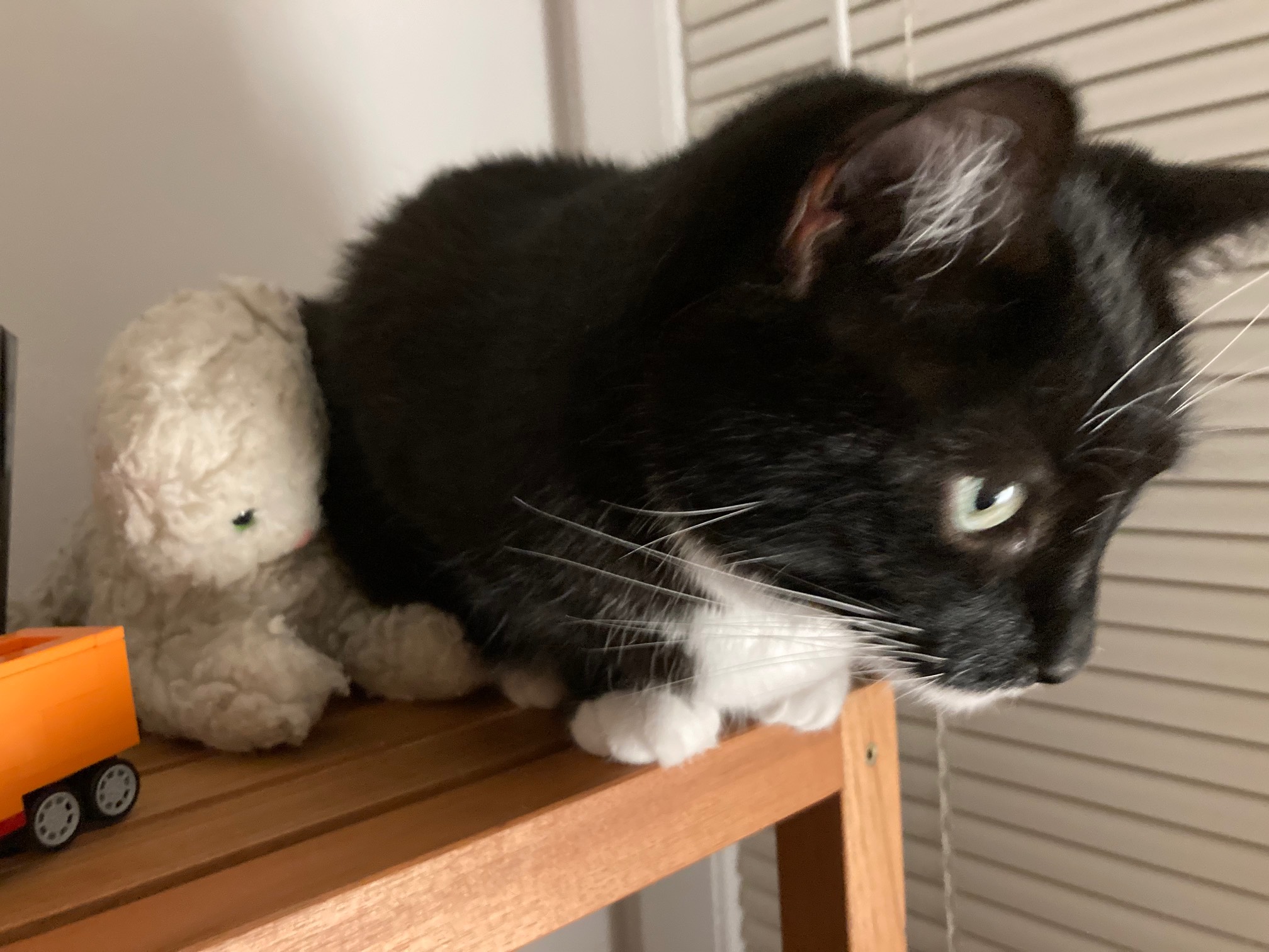 Dr. Wily, the Real Cat.