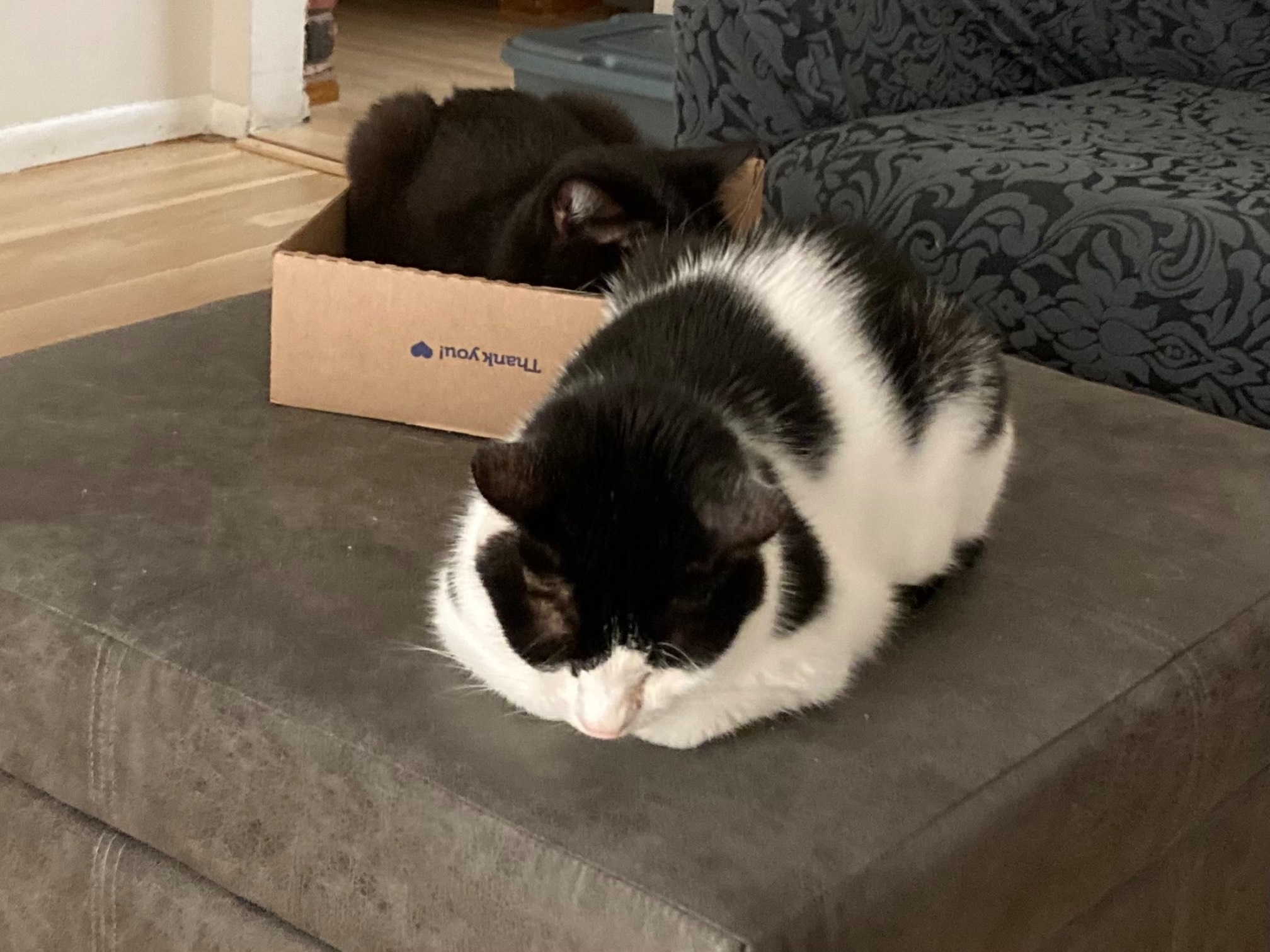 Cat train