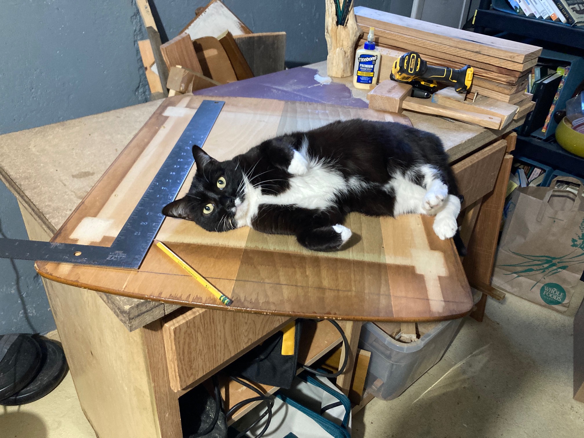Again, a very inconvenient cat