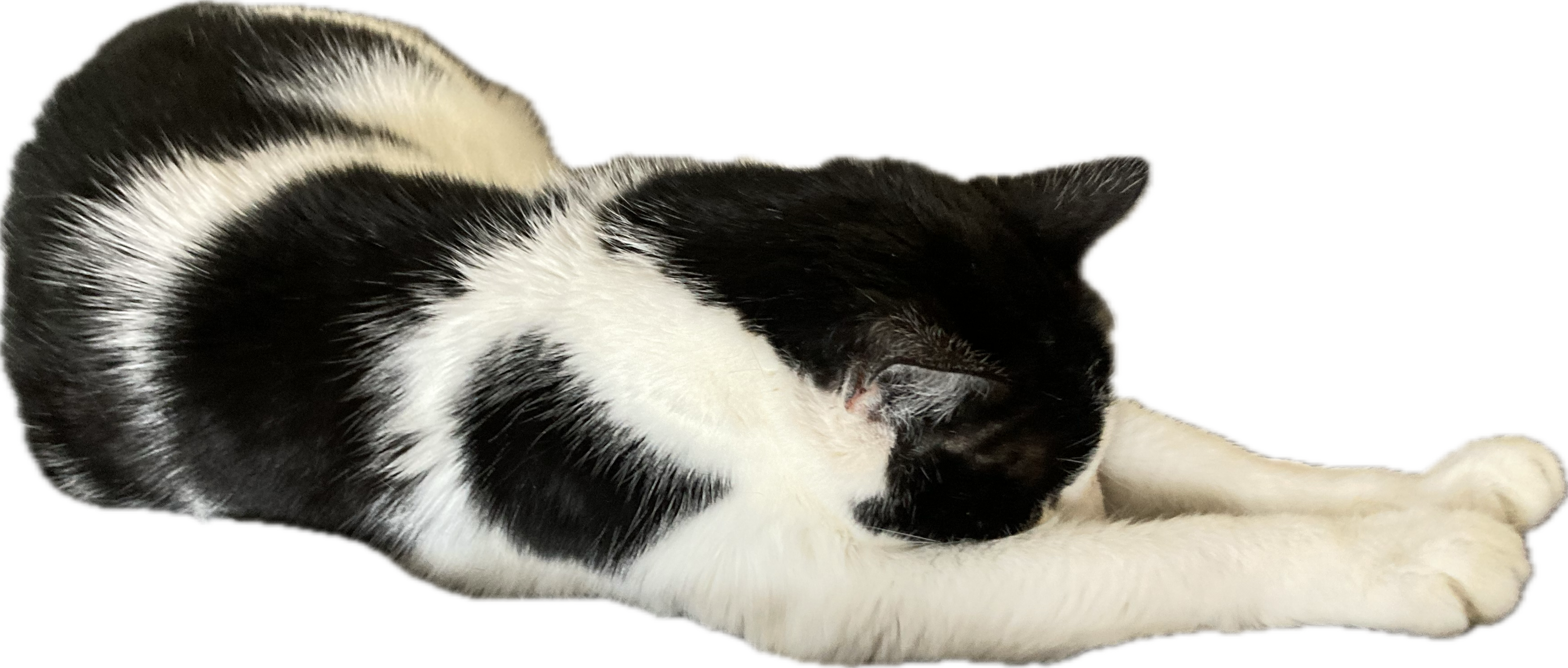 Bonus Cat with no background, for your compositing needs.